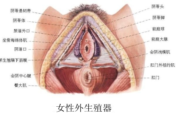 ����ֳ��